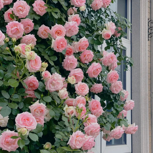 CRAZY DEALS™ ELEGANT CLIMBING ROSE SEEDS -9 RARE IMPORTATED SEEDS