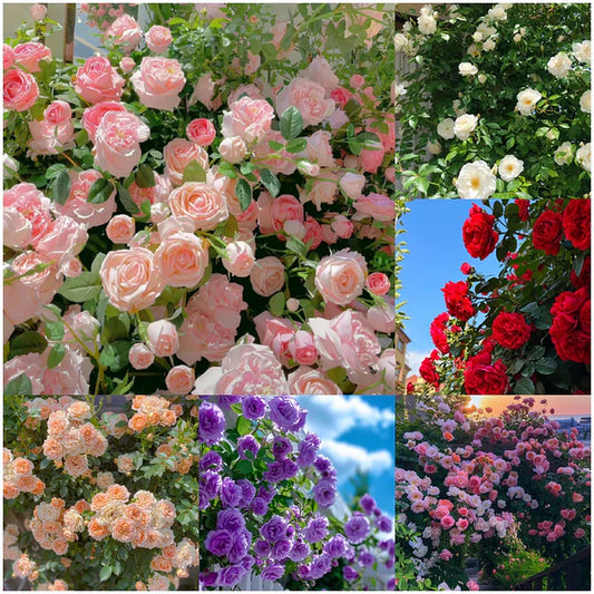 CRAZY DEALS™ ELEGANT CLIMBING ROSE SEEDS -9 RARE IMPORTATED SEEDS