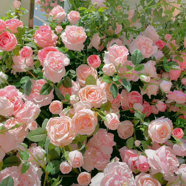 CRAZY DEALS™ ELEGANT CLIMBING ROSE SEEDS -9 RARE IMPORTATED SEEDS