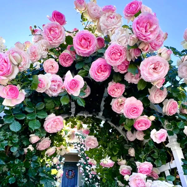 CRAZY DEALS™ ELEGANT CLIMBING ROSE SEEDS -9 RARE IMPORTATED SEEDS