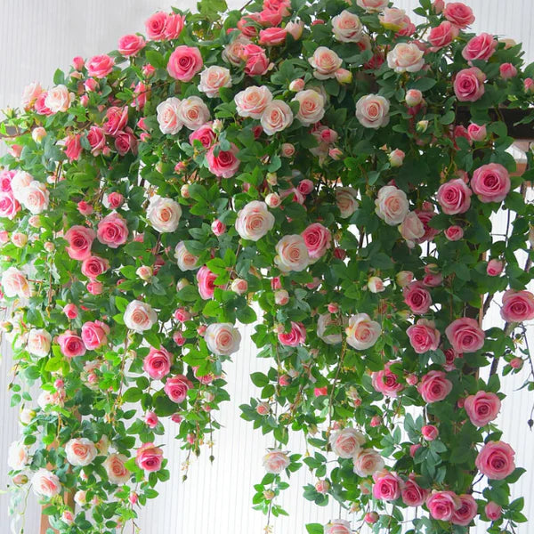 CRAZY DEALS™ ELEGANT CLIMBING ROSE SEEDS -9 RARE IMPORTATED SEEDS